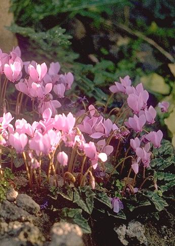  Image name: ciclamino4.jpg 
 width: 345 pixel 
 height: 485 pixel 
 Size: 42670 bytes 
 Click to enlarge 